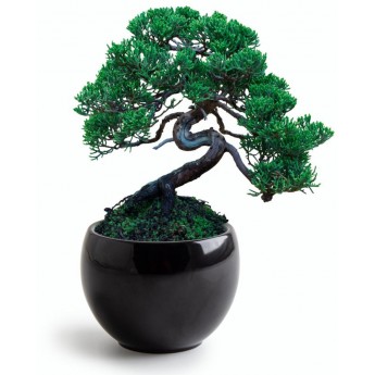 Bonsai do uprawy Zen Garden, Radis et Capucine